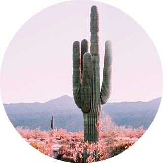 代表菲尼克斯标志性风景的仙人掌